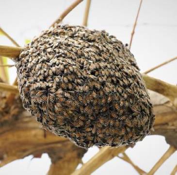 bee-nest