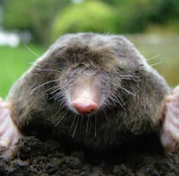 mole