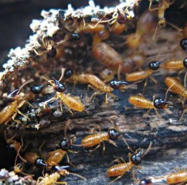termite