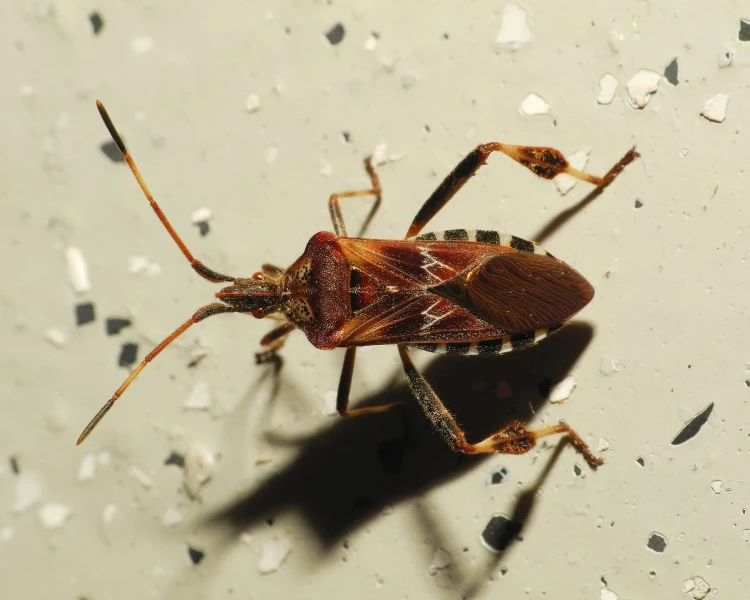 2560px-leptoglossus-occidentalis-2013-09-06-19-57-05-hemiptera