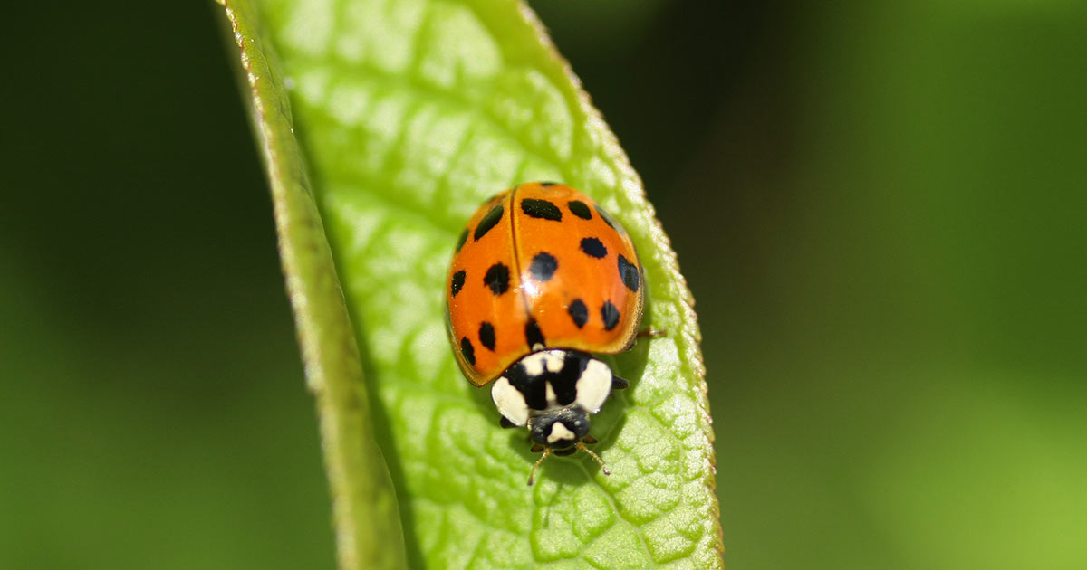 asian-lady-beetle-og