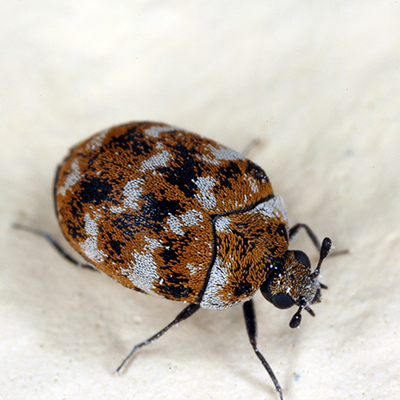 how-to-get-rid-of-carpet-beetles-thumbnail-A